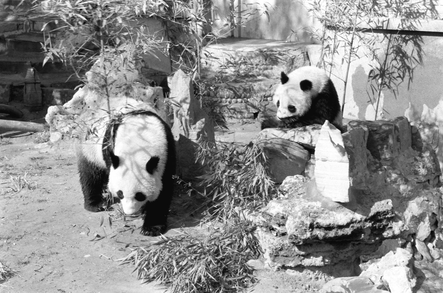 题:大熊猫和“弗里热”,见证中法友谊的使者