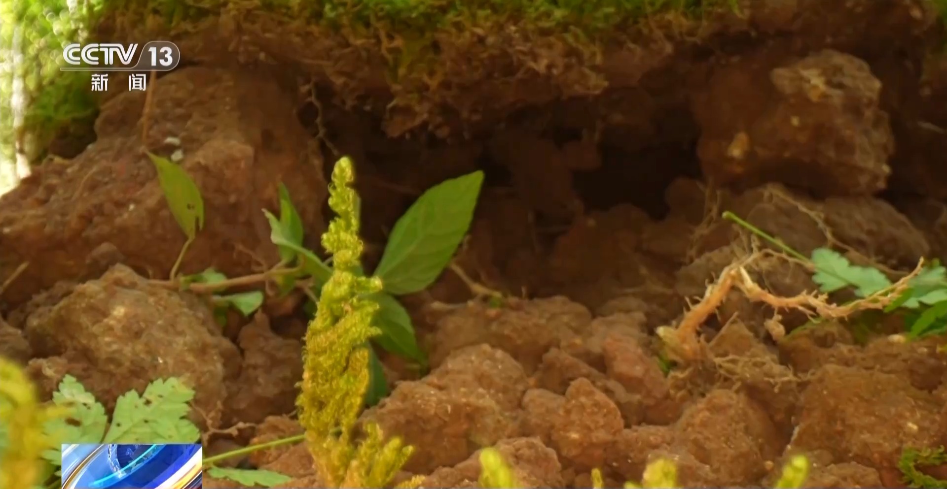 土壤会“呼吸”、空气能卖钱……武夷山生态保护有啥秘诀?