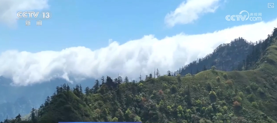 大熊猫醉水、新面孔频现、守护“象”往的生活,看美丽中国生动写照