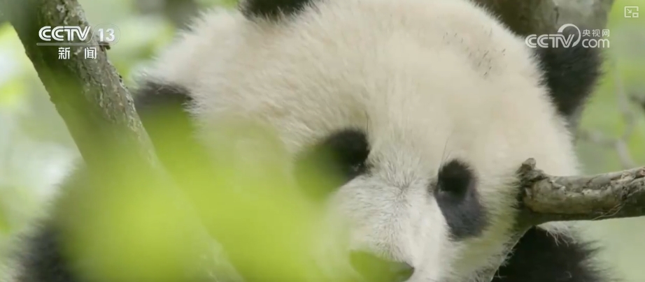 大熊猫醉水、新面孔频现、守护“象”往的生活,看美丽中国生动写照