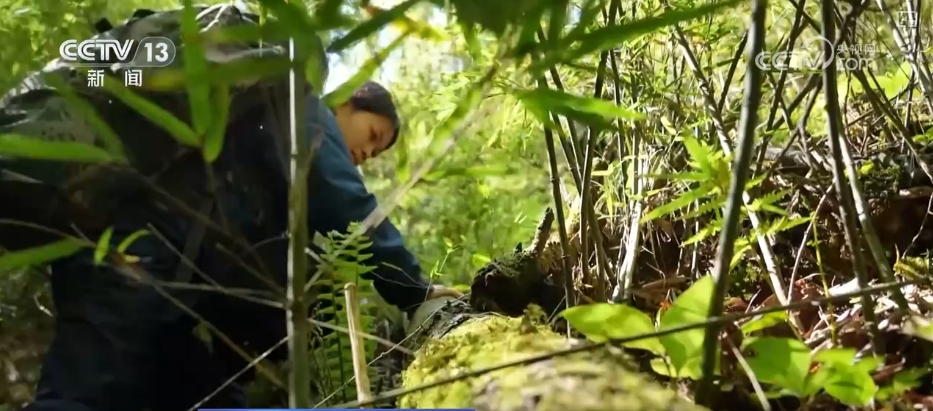 大熊猫醉水、新面孔频现、守护“象”往的生活,看美丽中国生动写照