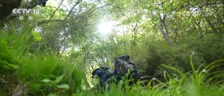 大熊猫醉水、新面孔频现、守护“象”往的生活,看美丽中国生动写照