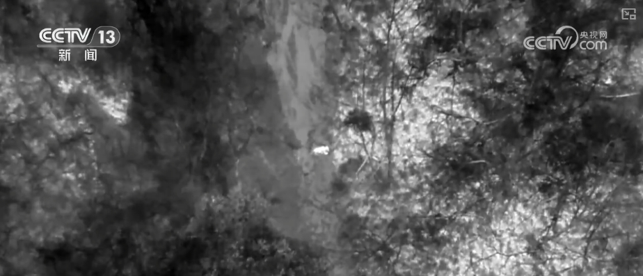 大熊猫醉水、新面孔频现、守护“象”往的生活,看美丽中国生动写照