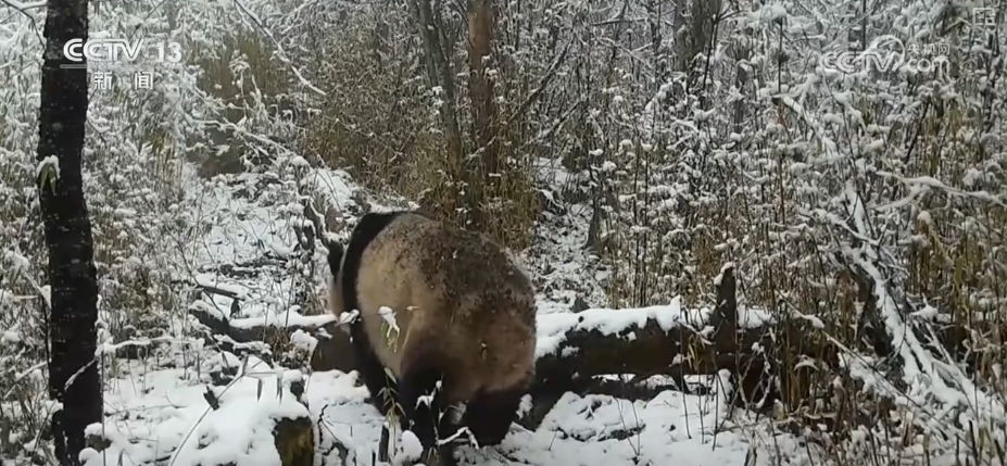 大熊猫醉水、新面孔频现、守护“象”往的生活,看美丽中国生动写照
