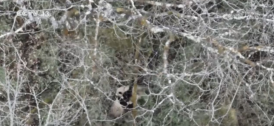 大熊猫醉水、新面孔频现、守护“象”往的生活,看美丽中国生动写照