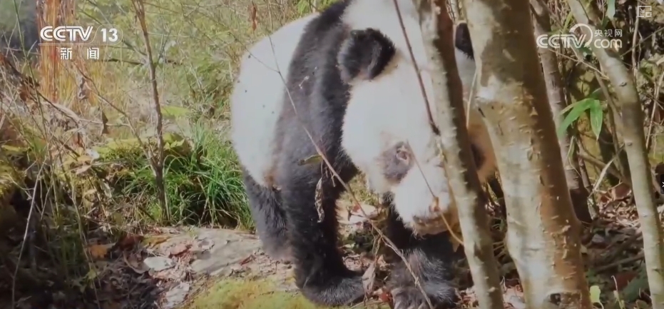 大熊猫醉水、新面孔频现、守护“象”往的生活,看美丽中国生动写照