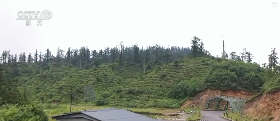 大熊猫醉水、新面孔频现、守护“象”往的生活,看美丽中国生动写照