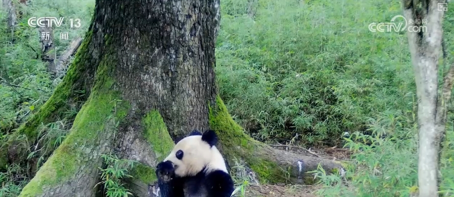 大熊猫醉水、新面孔频现、守护“象”往的生活,看美丽中国生动写照