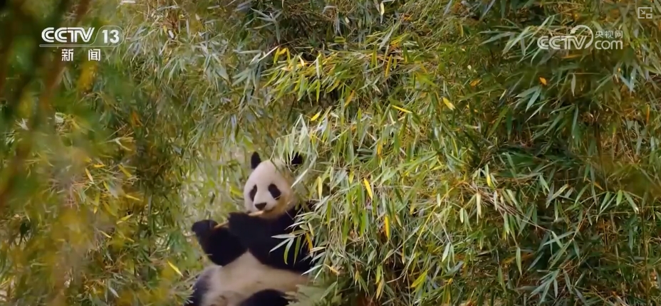 大熊猫醉水、新面孔频现、守护“象”往的生活,看美丽中国生动写照