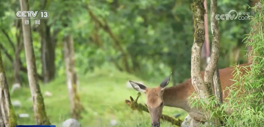 大熊猫醉水、新面孔频现、守护“象”往的生活,看美丽中国生动写照