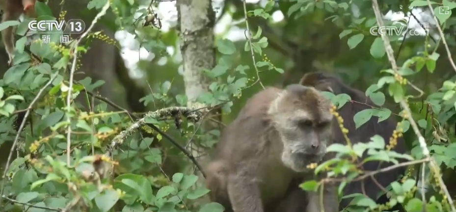 大熊猫醉水、新面孔频现、守护“象”往的生活,看美丽中国生动写照