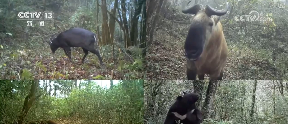 大熊猫醉水、新面孔频现、守护“象”往的生活,看美丽中国生动写照