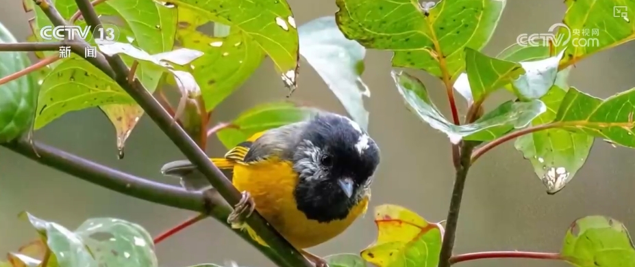 大熊猫醉水、新面孔频现、守护“象”往的生活,看美丽中国生动写照