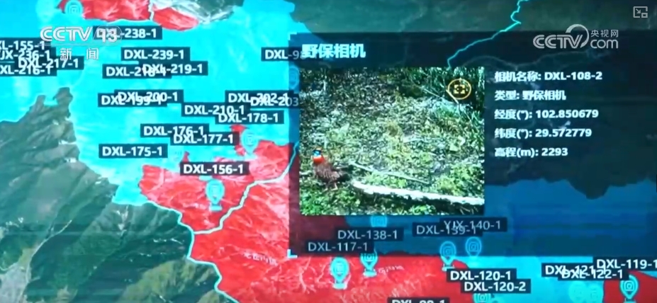 大熊猫醉水、新面孔频现、守护“象”往的生活,看美丽中国生动写照