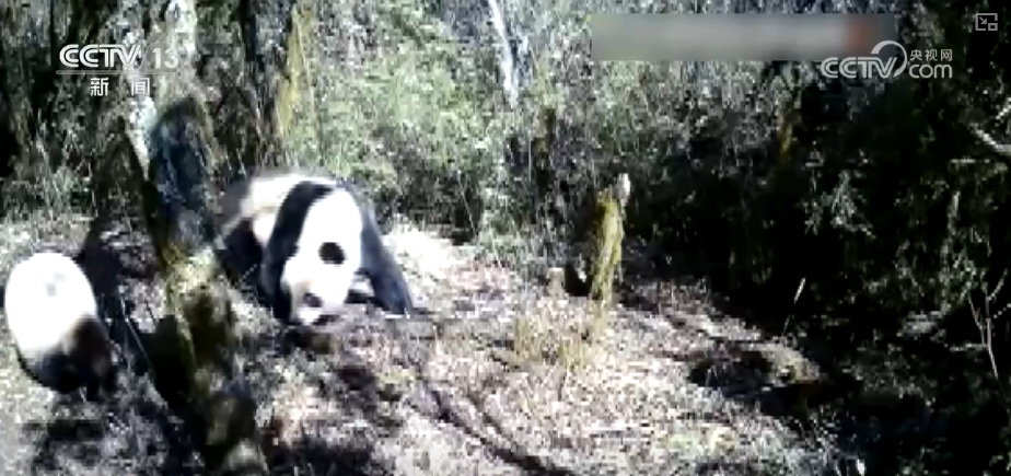 大熊猫醉水、新面孔频现、守护“象”往的生活,看美丽中国生动写照