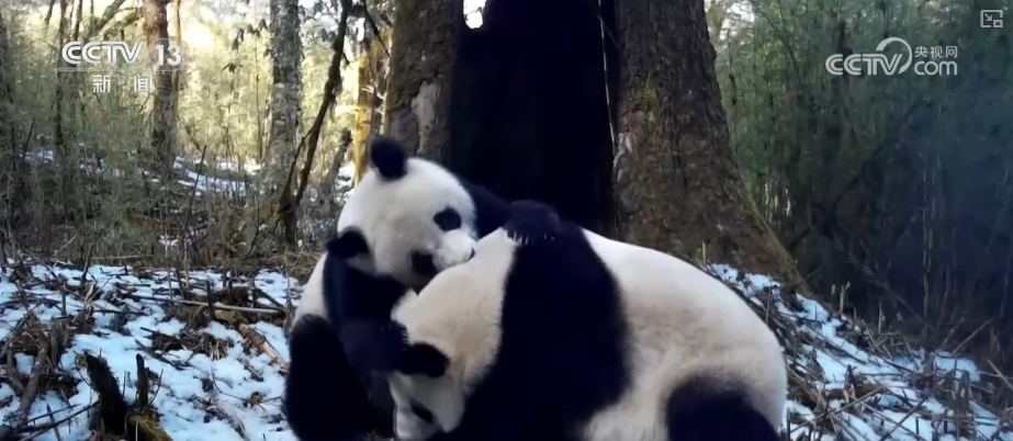 大熊猫醉水、新面孔频现、守护“象”往的生活,看美丽中国生动写照
