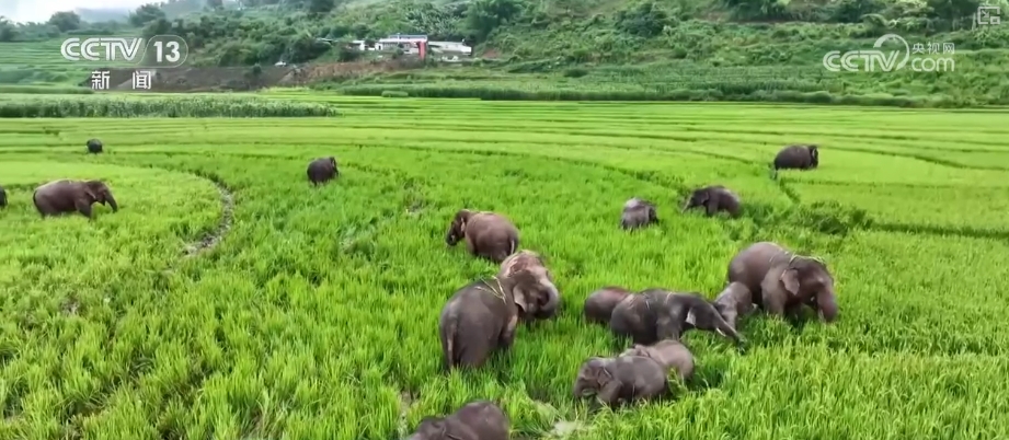 大熊猫醉水、新面孔频现、守护“象”往的生活,看美丽中国生动写照