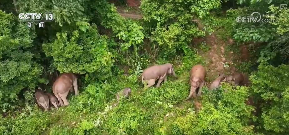 大熊猫醉水、新面孔频现、守护“象”往的生活,看美丽中国生动写照