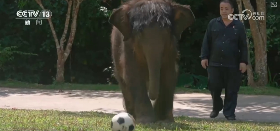 大熊猫醉水、新面孔频现、守护“象”往的生活,看美丽中国生动写照