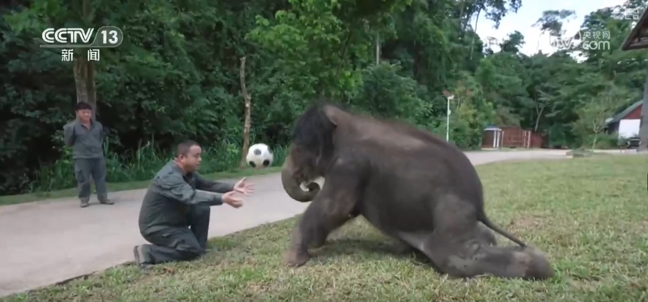大熊猫醉水、新面孔频现、守护“象”往的生活,看美丽中国生动写照