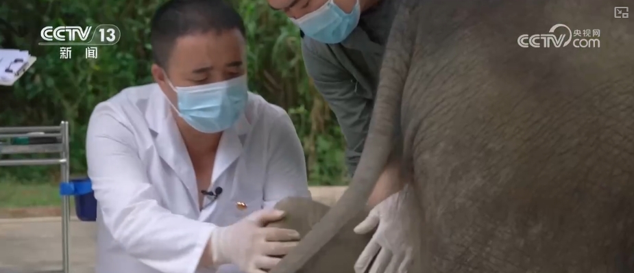 大熊猫醉水、新面孔频现、守护“象”往的生活,看美丽中国生动写照