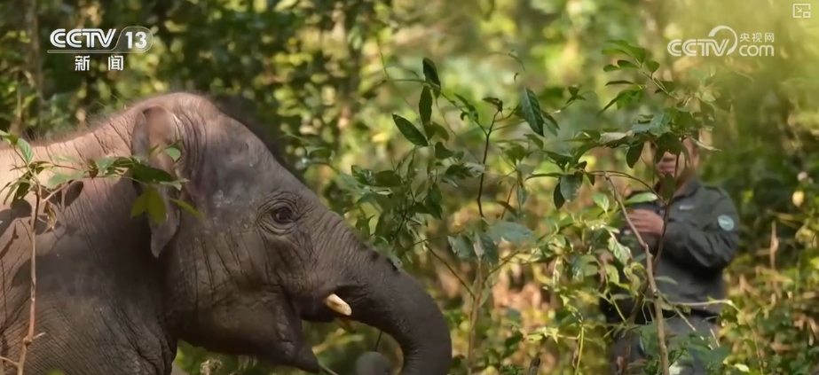 大熊猫醉水、新面孔频现、守护“象”往的生活,看美丽中国生动写照