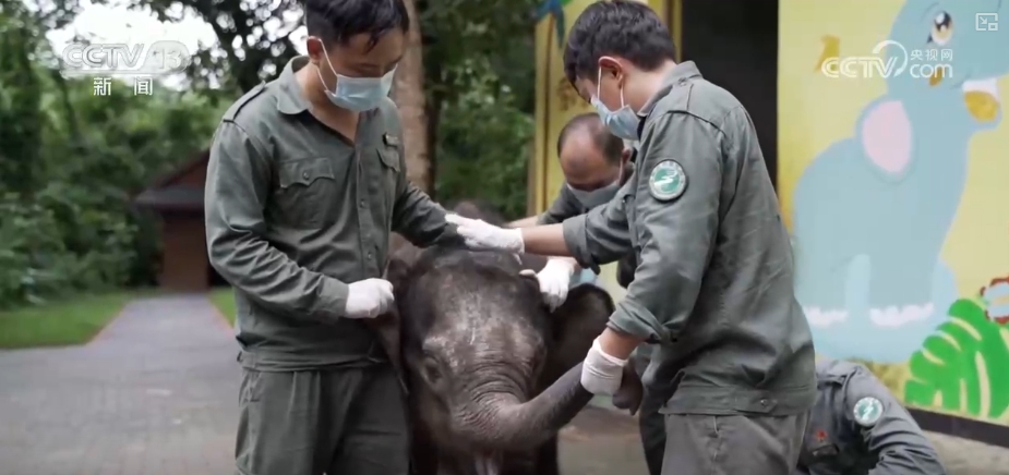 大熊猫醉水、新面孔频现、守护“象”往的生活,看美丽中国生动写照