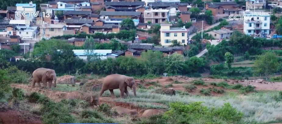 大熊猫醉水、新面孔频现、守护“象”往的生活,看美丽中国生动写照
