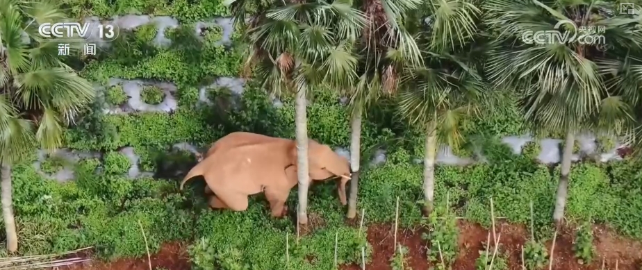 大熊猫醉水、新面孔频现、守护“象”往的生活,看美丽中国生动写照