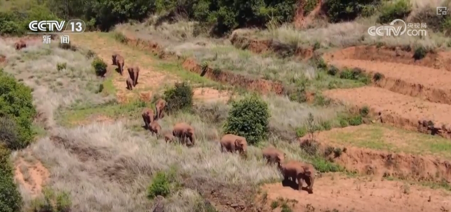 大熊猫醉水、新面孔频现、守护“象”往的生活,看美丽中国生动写照