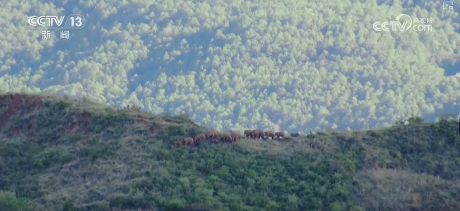 大熊猫醉水、新面孔频现、守护“象”往的生活,看美丽中国生动写照