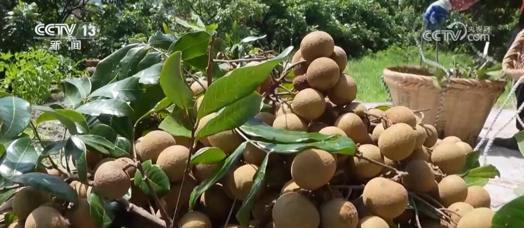 “补露”“食白” 当白露节气遇上美食 碰撞出诗意“邂逅”