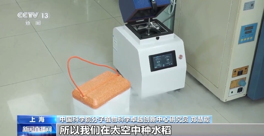 天上的水稻吃起来更甜?一起了解“太空水稻”和普通水稻的不同点