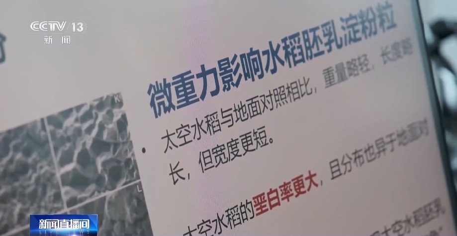 天上的水稻吃起来更甜?一起了解“太空水稻”和普通水稻的不同点