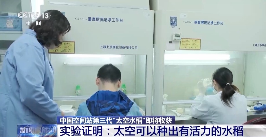 天上的水稻吃起来更甜?一起了解“太空水稻”和普通水稻的不同点