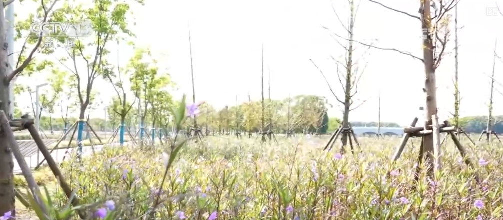 长三角生态绿色一体化示范区 | 多角度透视五周年“成绩单”