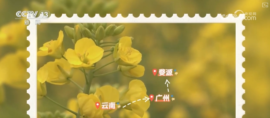 鲜花争“鲜”绽放带暖美丽经济 “赏花+”扮“靓”经济新增长点