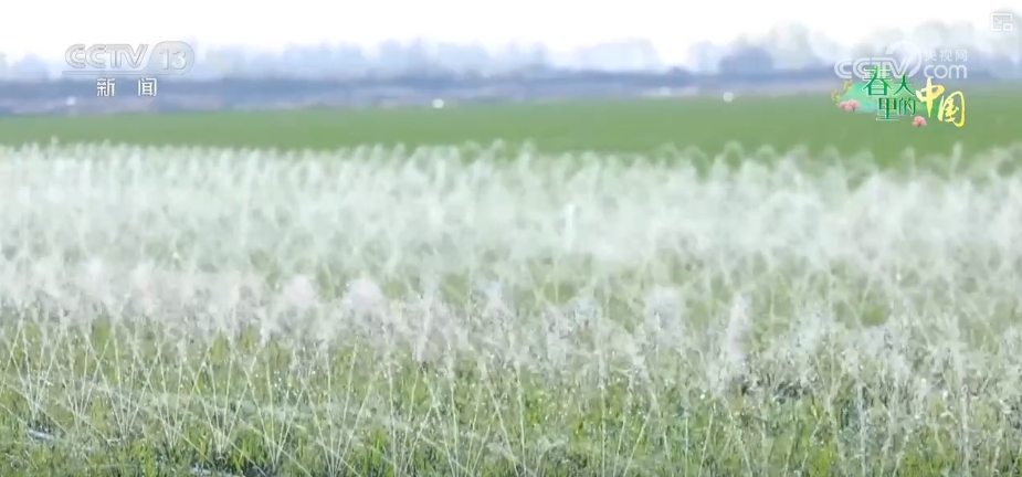 农业生产向“智”向“新” “太空紫云英”化为春泥助春耕