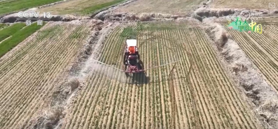 农业生产向“智”向“新” “太空紫云英”化为春泥助春耕