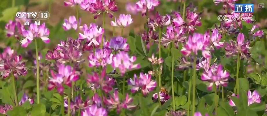 农业生产向“智”向“新” “太空紫云英”化为春泥助春耕
