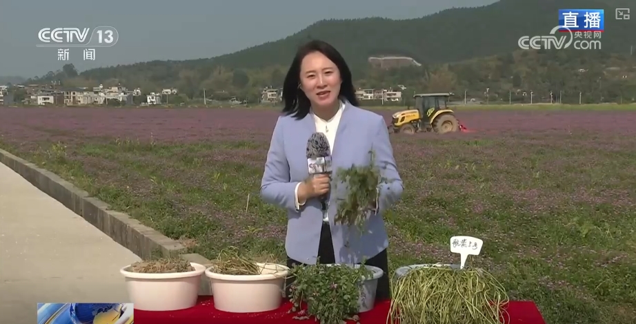 农业生产向“智”向“新” “太空紫云英”化为春泥助春耕