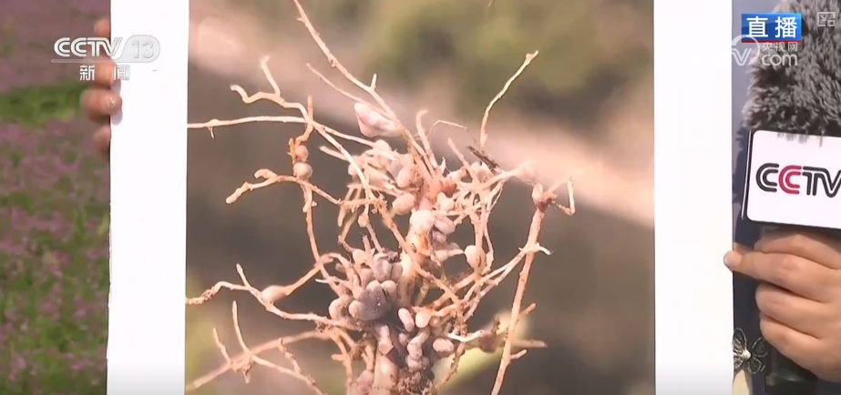 农业生产向“智”向“新” “太空紫云英”化为春泥助春耕