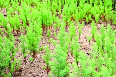 江苏南通启东长江口（北支）湿地：江海之畔，有一个生物乐园