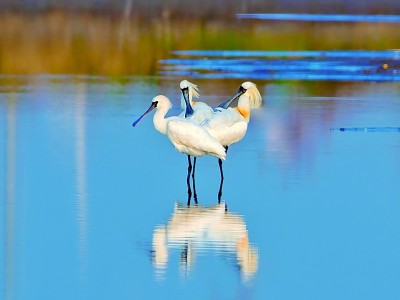 江苏南通启东长江口（北支）湿地：江海之畔，有一个生物乐园