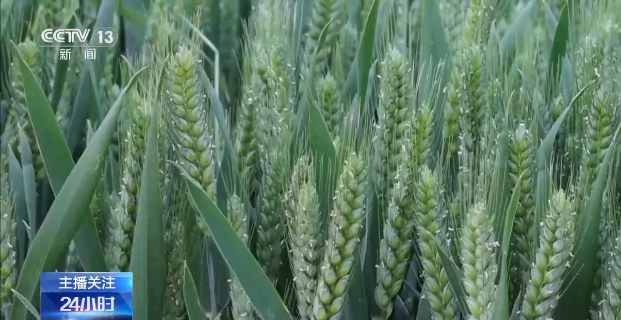 春意浓,农事兴 多地春耕春播有序进行中