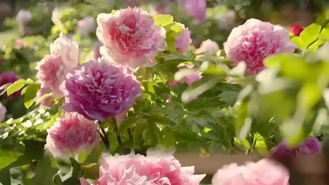 从荧幕到公园!“北京大视听”如何让菏泽牡丹、北疆草原借剧“出圈”? 从荧幕到公园!“北京大视听”如何让菏泽牡丹、北疆草原借剧“出圈”?