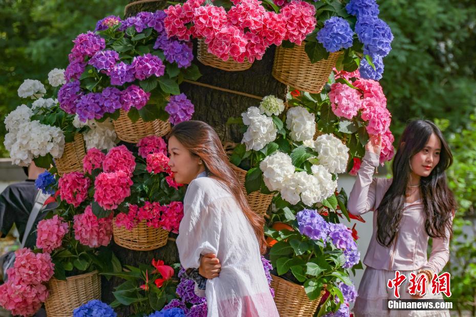 南京中山植物园打造“花海之夏”展绣球缤纷魅力 南京中山植物园打造“花海之夏”展绣球缤纷魅力