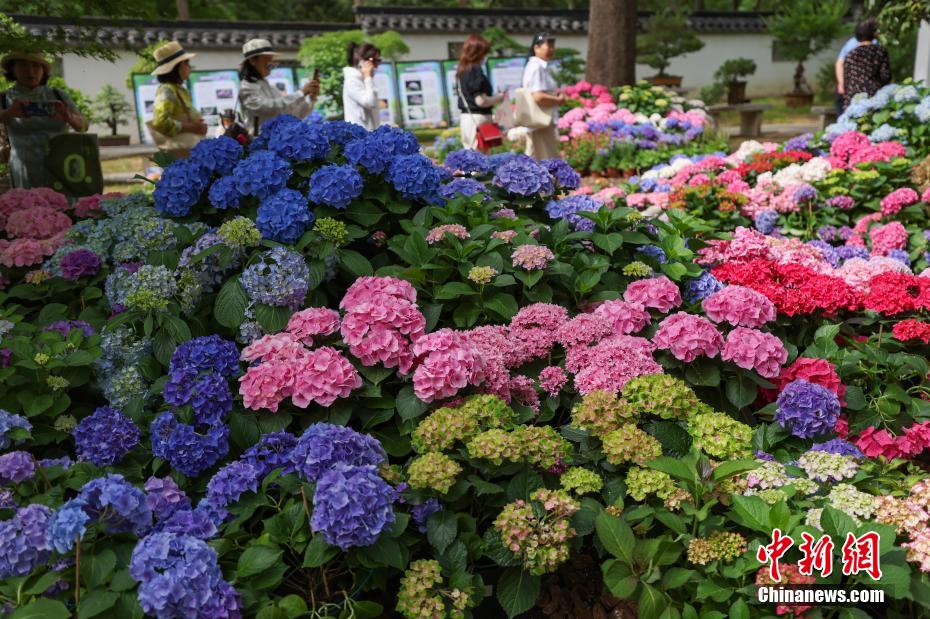 南京中山植物园打造“花海之夏”展绣球缤纷魅力 南京中山植物园打造“花海之夏”展绣球缤纷魅力