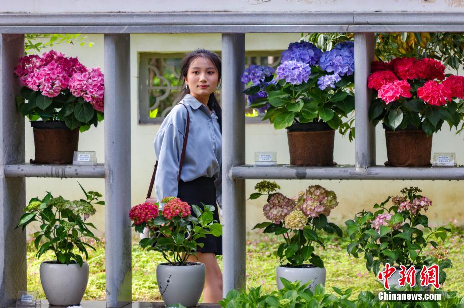 南京中山植物园打造“花海之夏”展绣球缤纷魅力