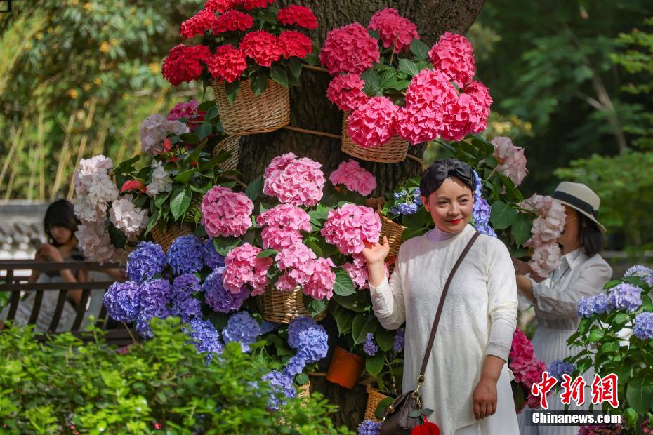 南京中山植物园打造“花海之夏”展绣球缤纷魅力